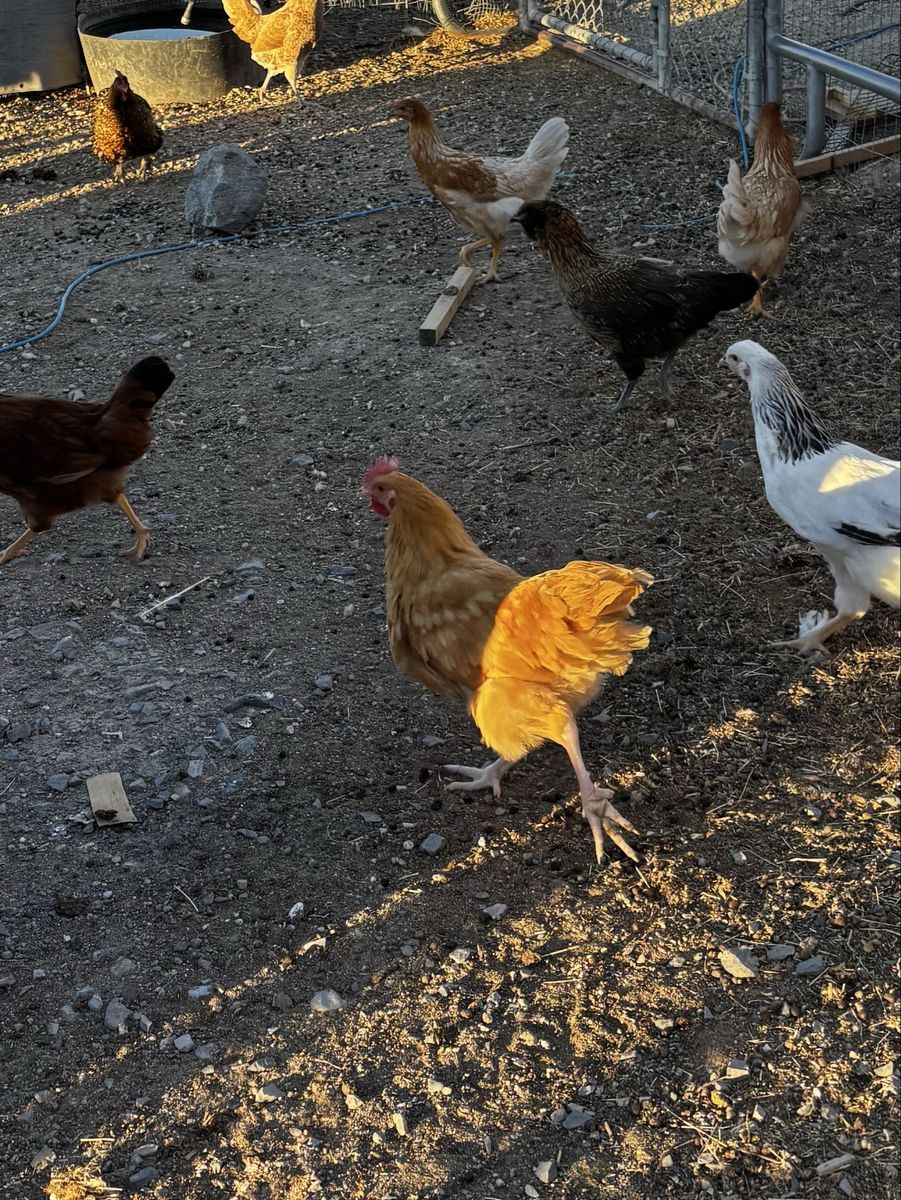 Young Buff Orpington Rooster