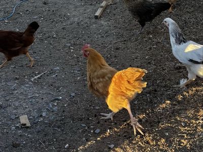 Young Buff Orpington Rooster