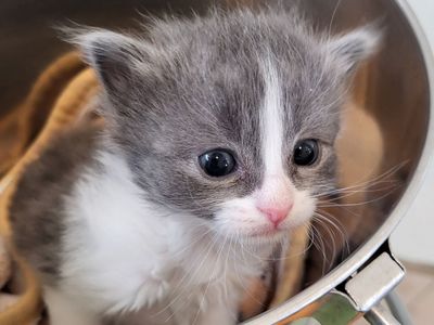 Hello my name is Friendly