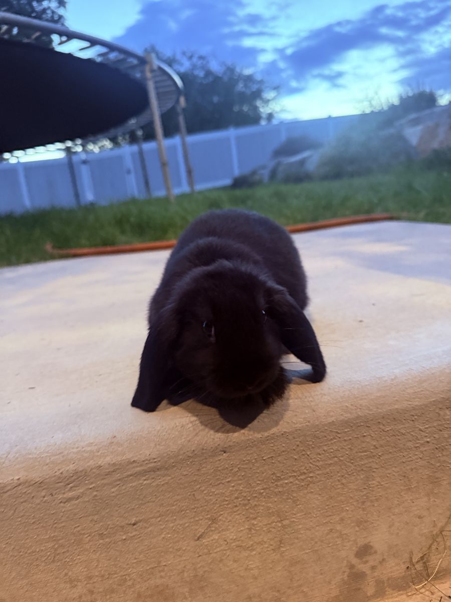 Rabbits