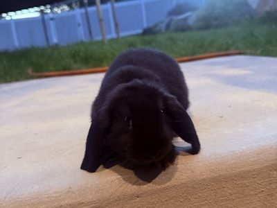 Rabbits