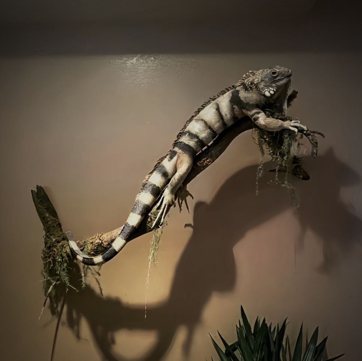 Full Large Iguana Taxidermy Mount