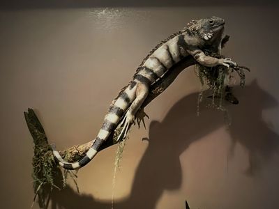 Full Large Iguana Taxidermy Mount