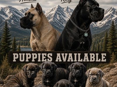 Cane corso puppies