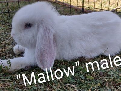 Baby Holland Lop Rabbits