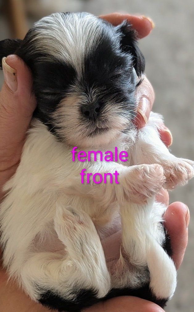 adorable imperial shih tzu puppies