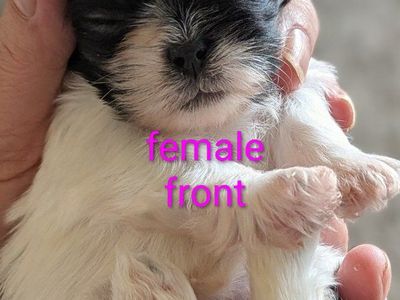 adorable imperial shih tzu puppies
