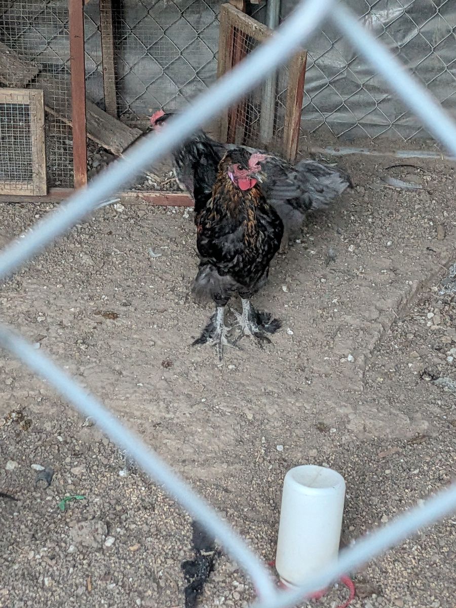Free roosters