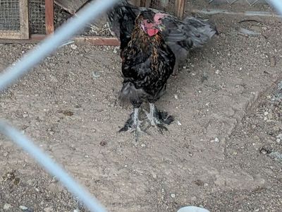 Free roosters