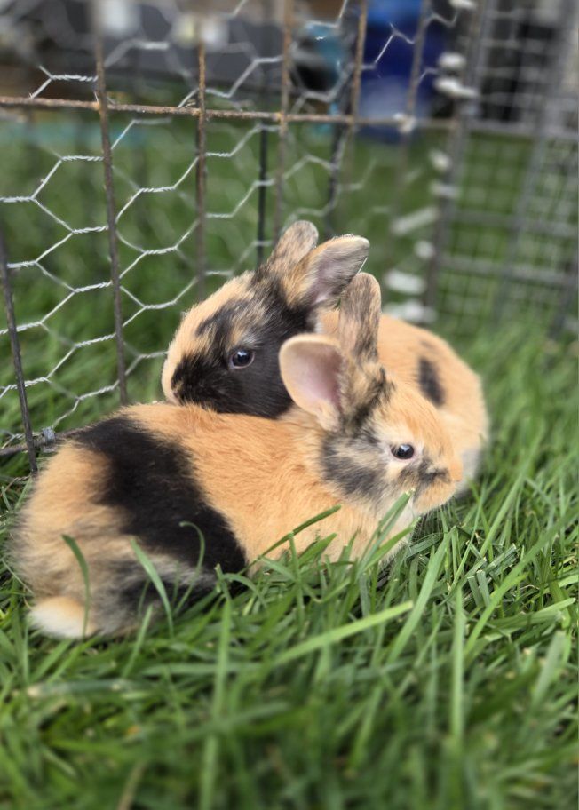 Japanese Harlequin Baby Bunny Rabbits