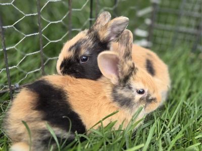 Japanese Harlequin Baby Bunny Rabbits