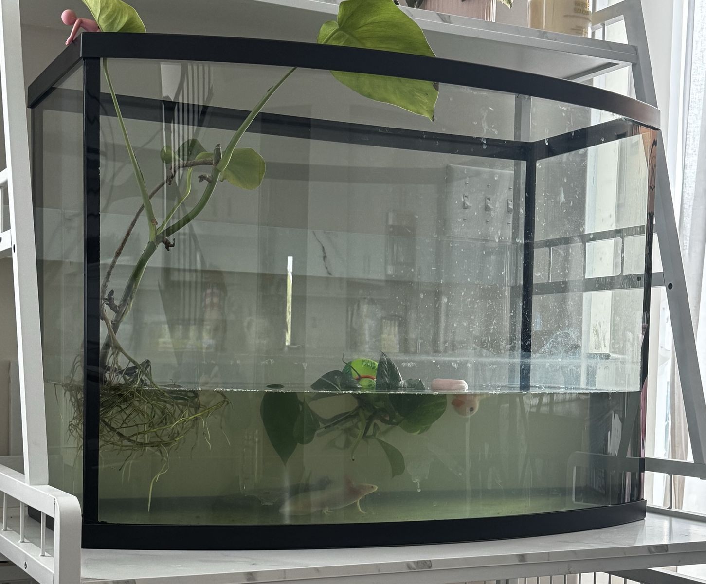 45 gallon fish tank and axolotls