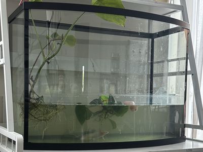 45 gallon fish tank and axolotls