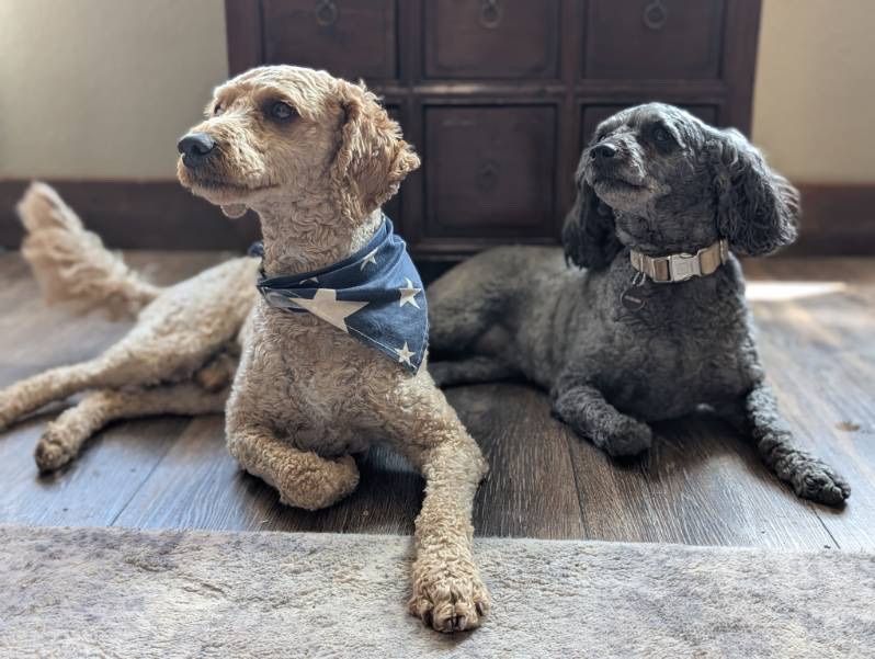 Adorable Miniature Goldendoodles Rehoming