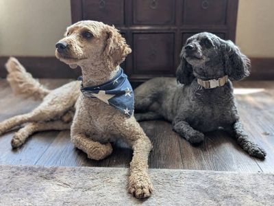 Adorable Miniature Goldendoodles Rehoming