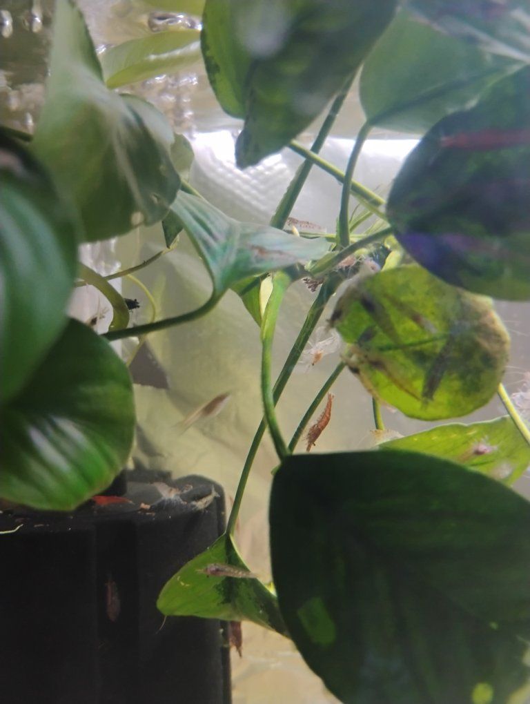 shrimp buy one get one