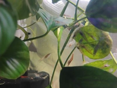 shrimp buy one get one