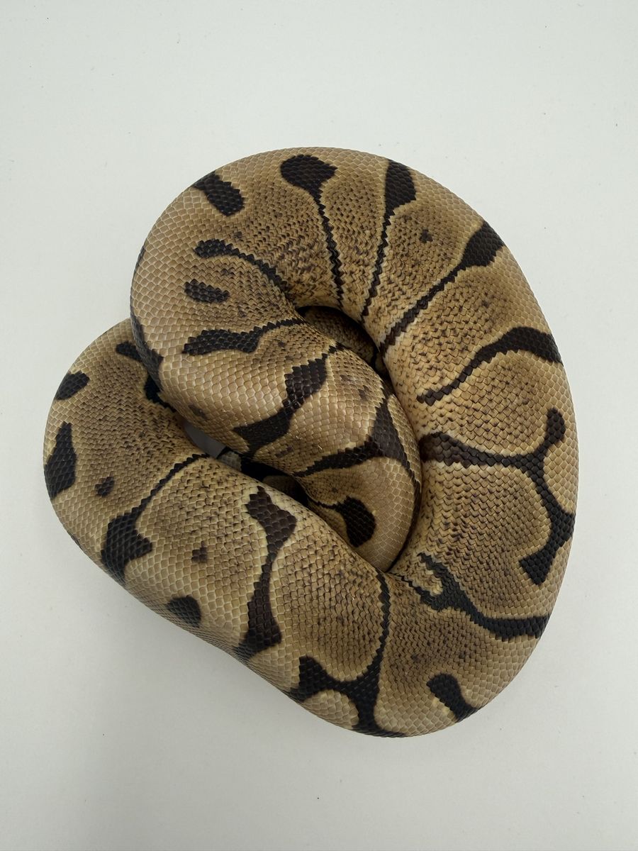 Male: Woma DH VPI Clown 50% Het Hypo