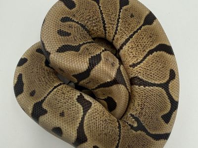 Male: Woma DH VPI Clown 50% Het Hypo