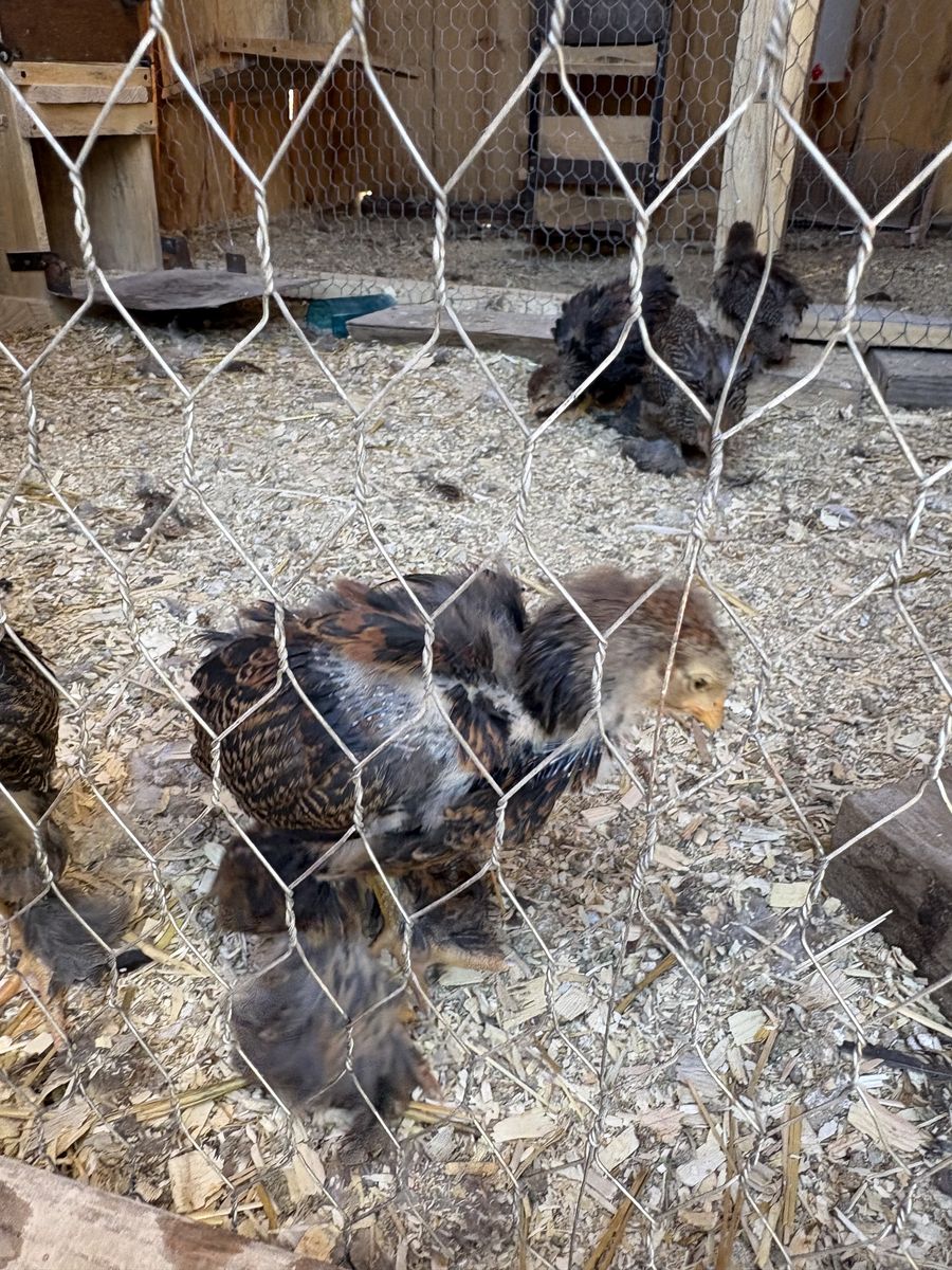 Partridge Brahma 5 weeks