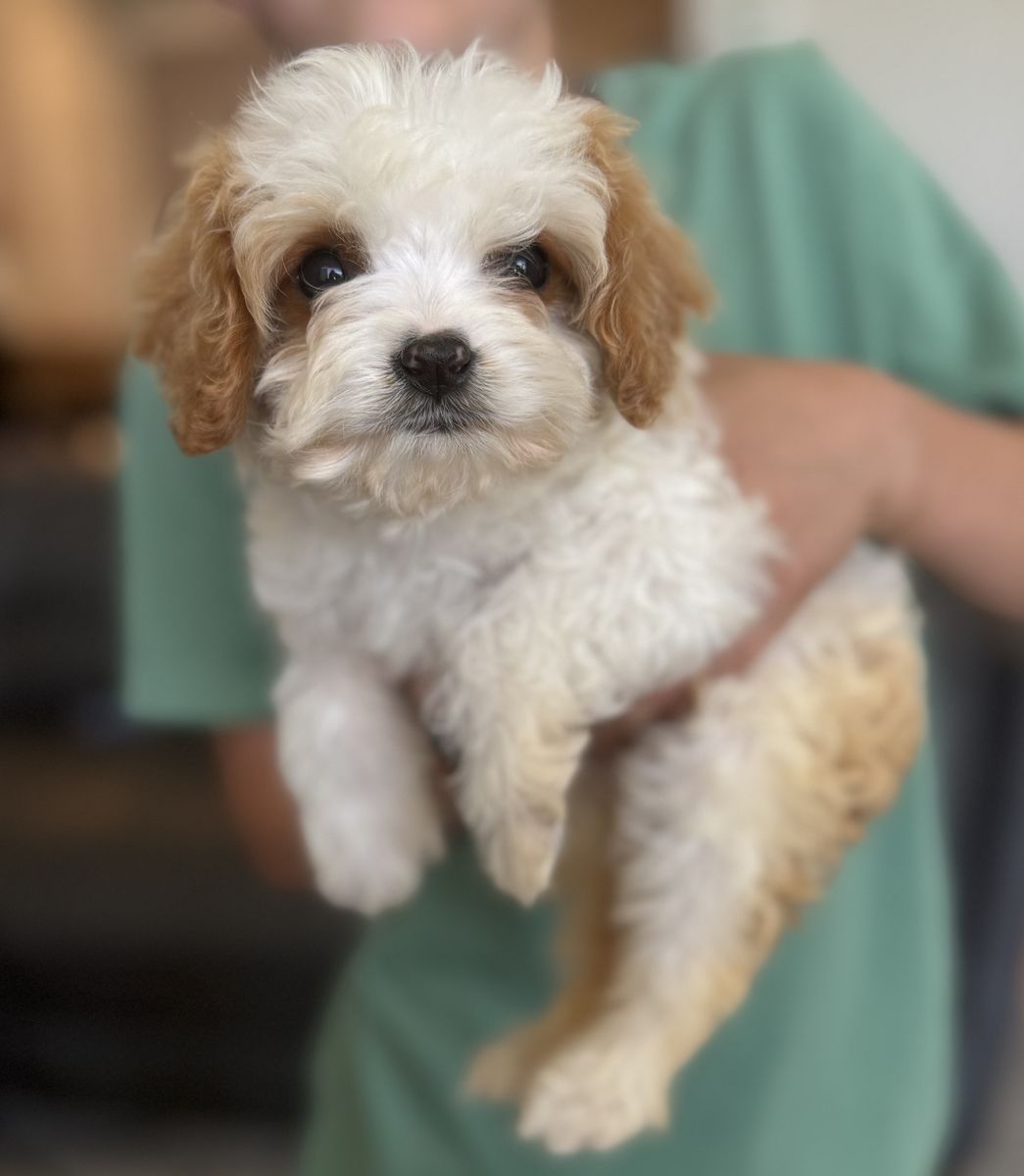 FREE Cavapoo Puppy
