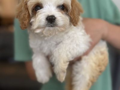 FREE Cavapoo Puppy