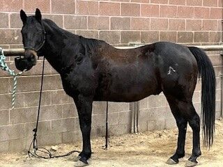 AQHA Barrel Horse