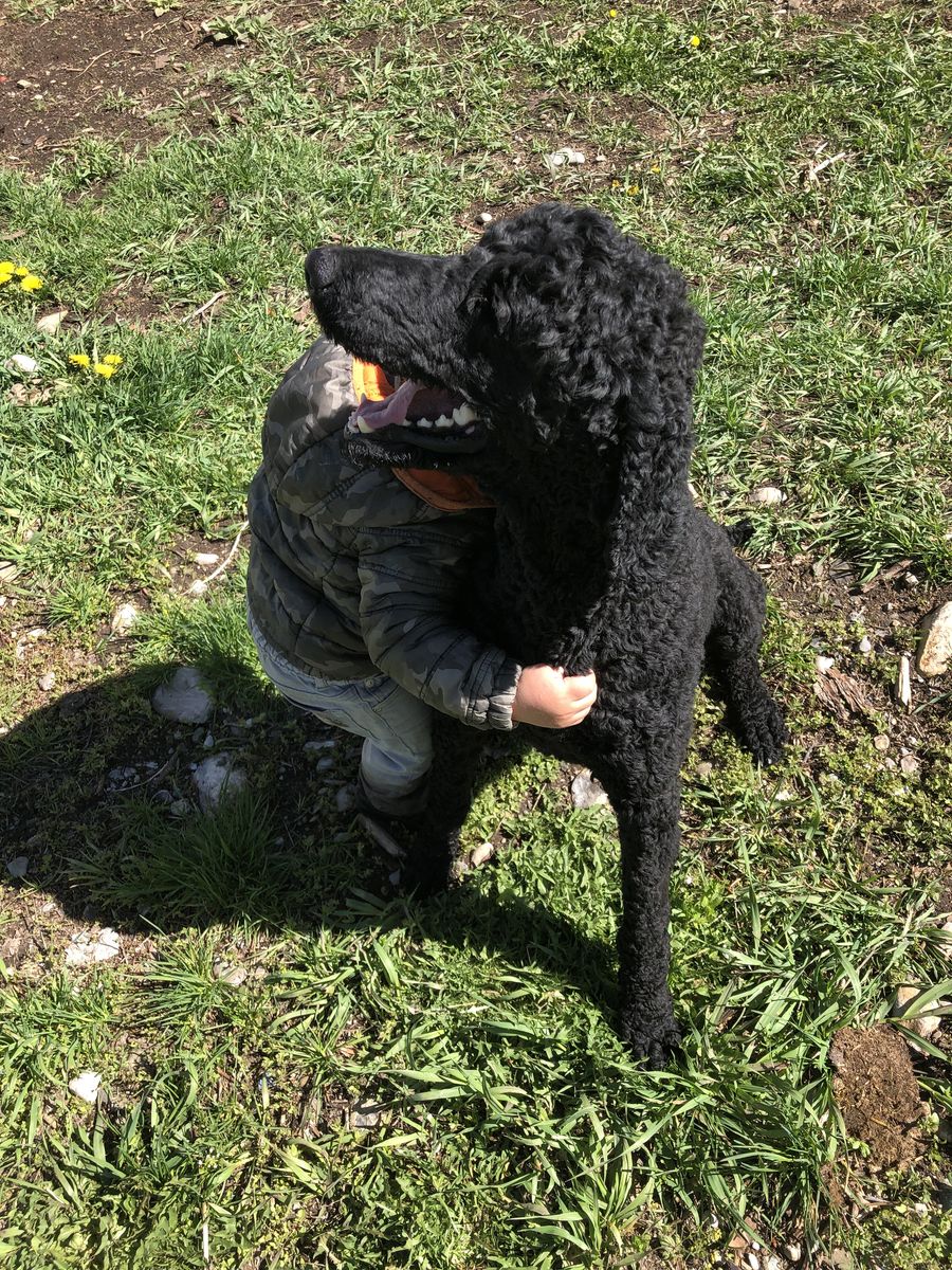Dog Re-Homing 