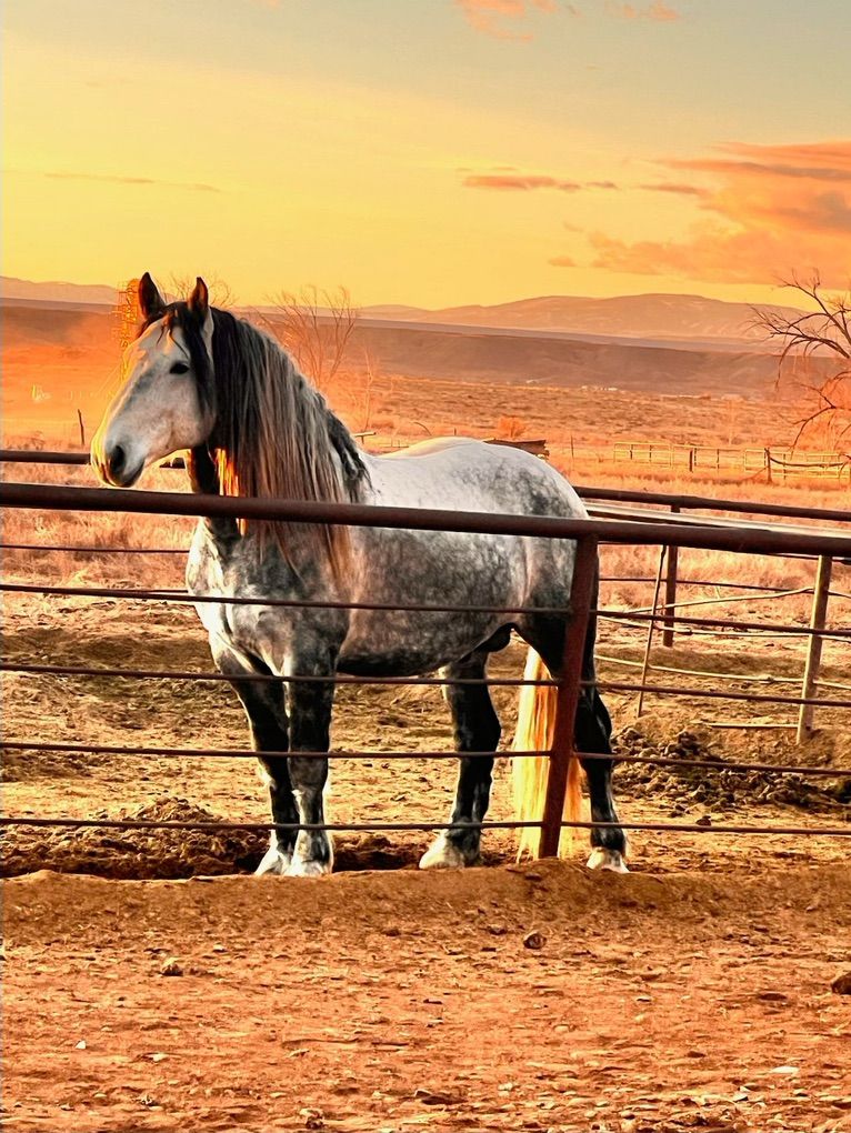 Beautiful Percheron Stallion