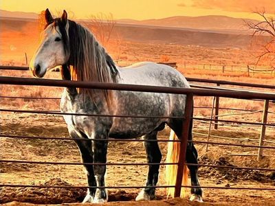 Beautiful Percheron Stallion