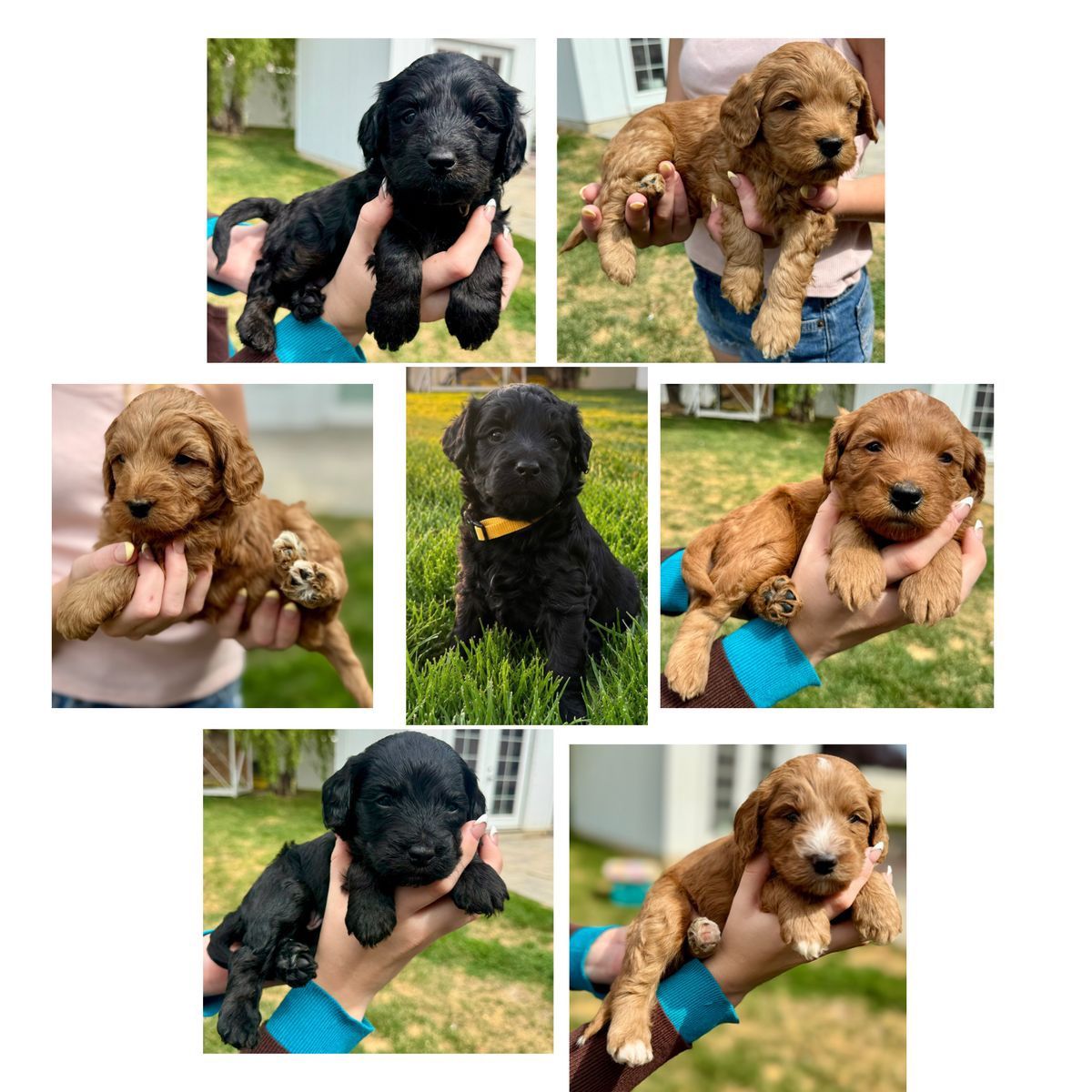 Mini Bernedoodle Multi-Gen Puppies | Expected 25–35 lbs