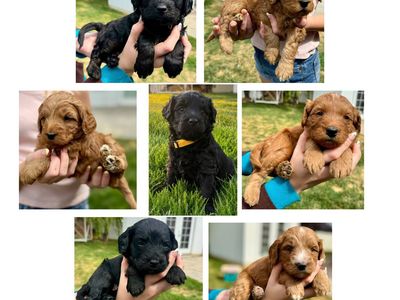 Mini Bernedoodle Multi-Gen Puppies | Expected 25–35 lbs