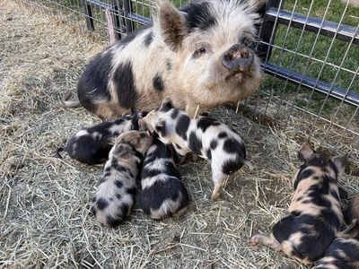 KuneKune Piglets - Spotted, Male/Female Available
