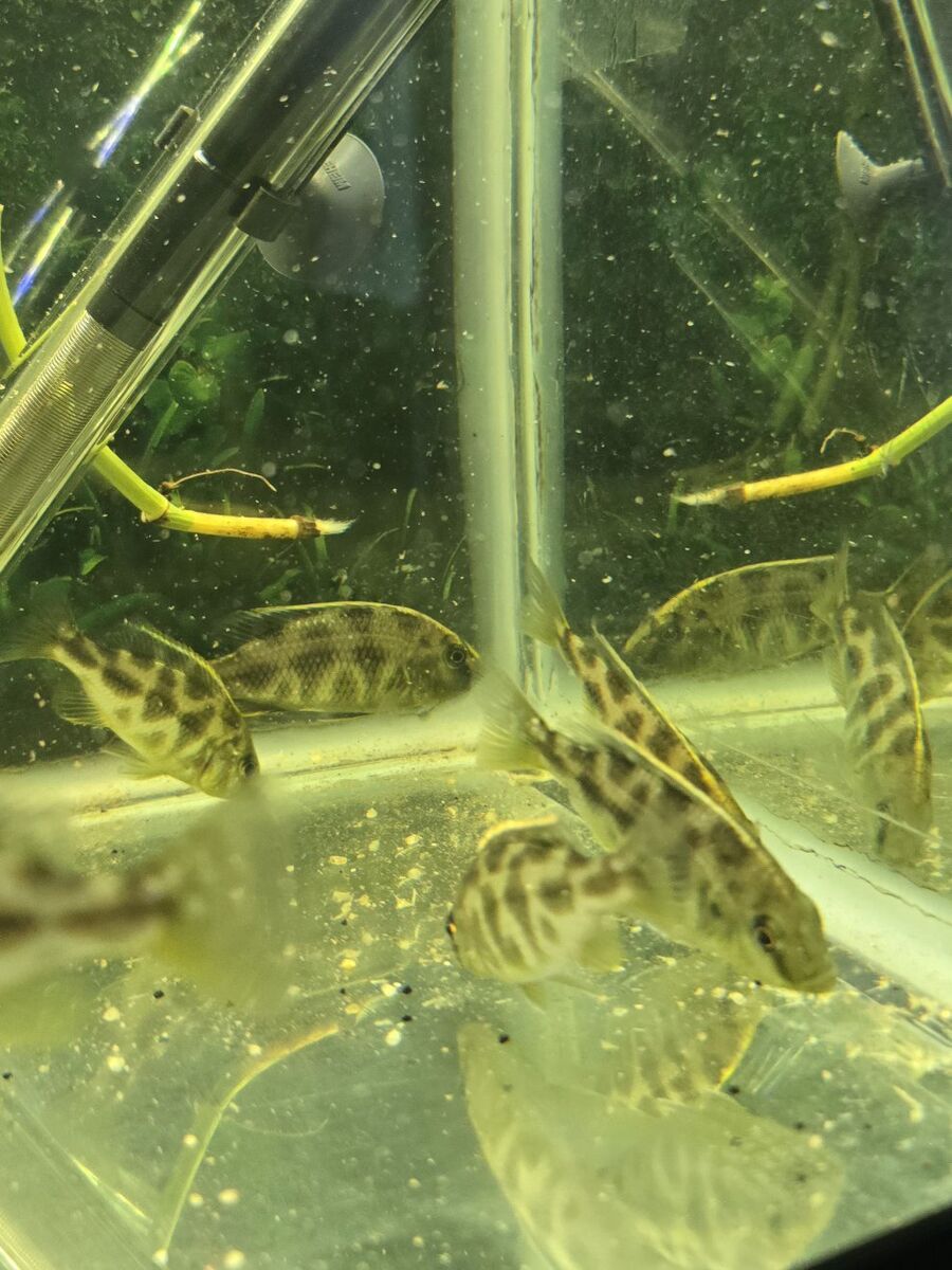 Juvenile Male Giraffe African Cichlid