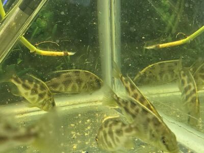 Juvenile Male Giraffe African Cichlid