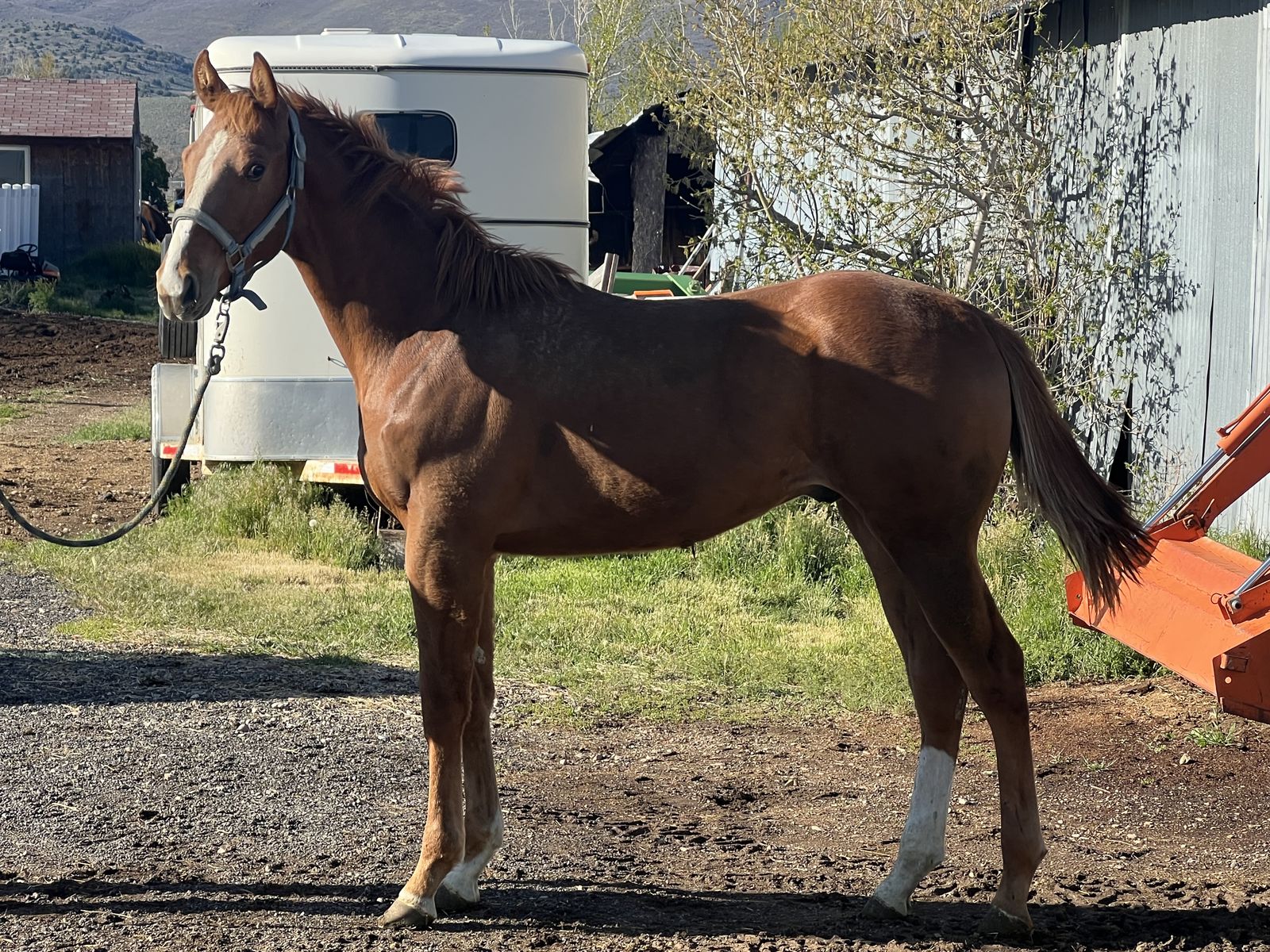 Top bred yearling TB horse colt