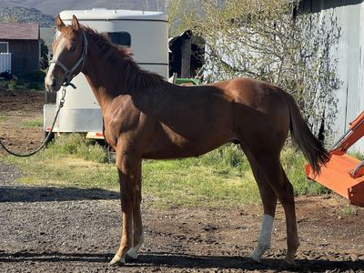 Top bred yearling TB horse colt