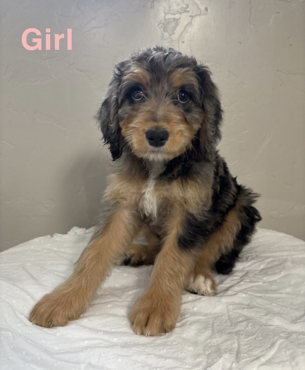 Adorable Bernedoodle Puppies - Males & Females Available