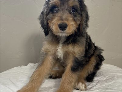 Adorable Bernedoodle Puppies - Males & Females Available
