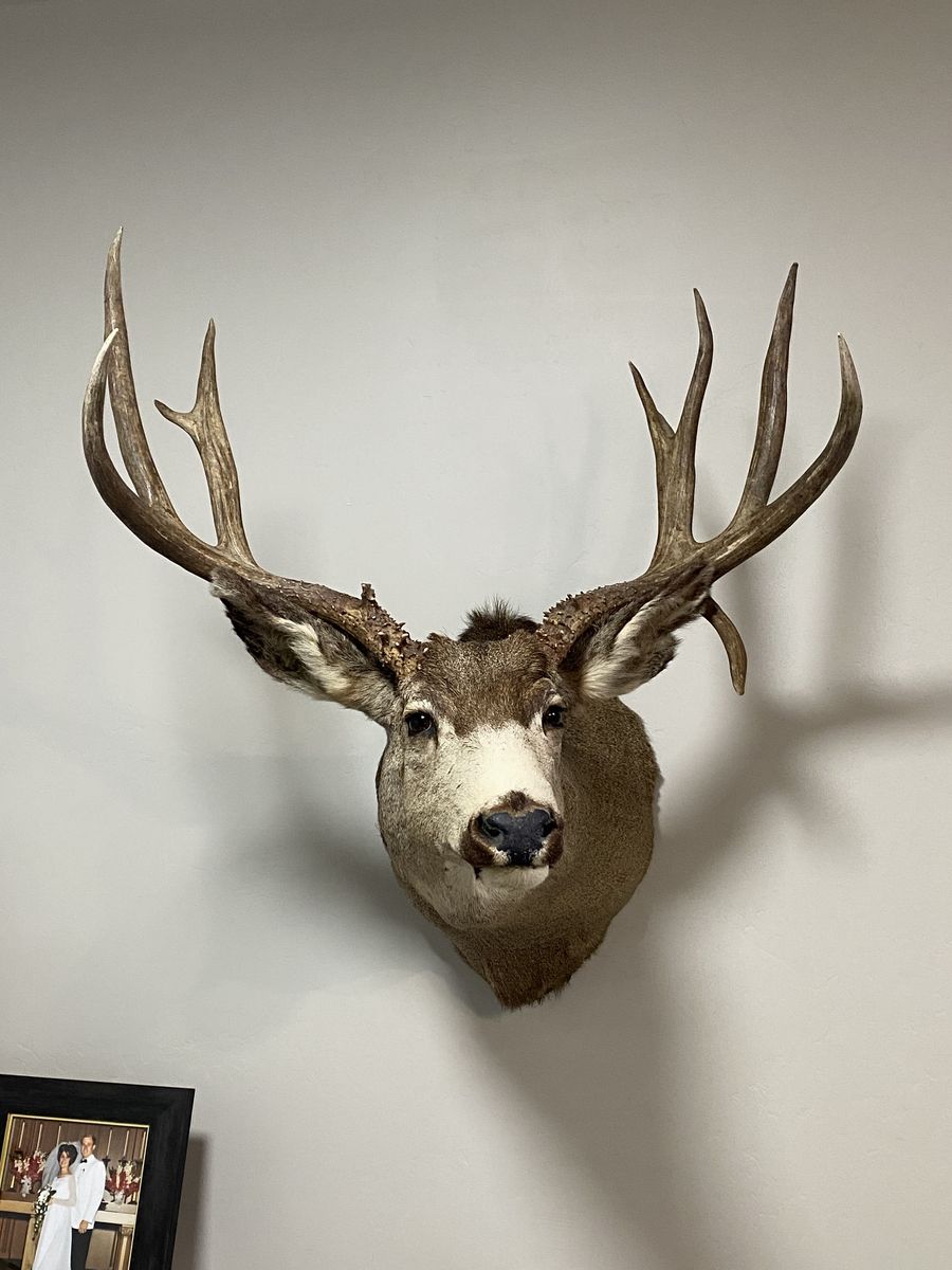 Big Drop Tine Muley! Great Vintage Trophy! Best Offer!