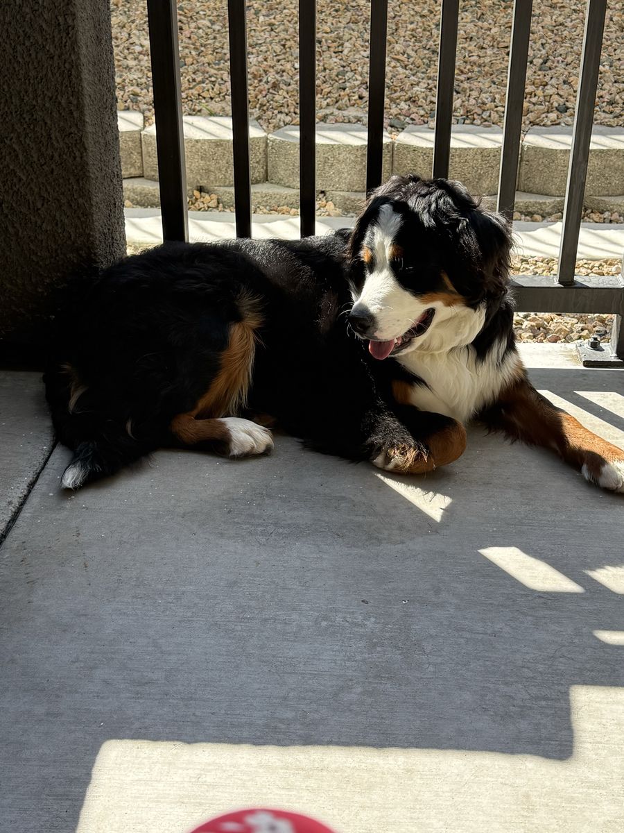 Bernese Mountain dog