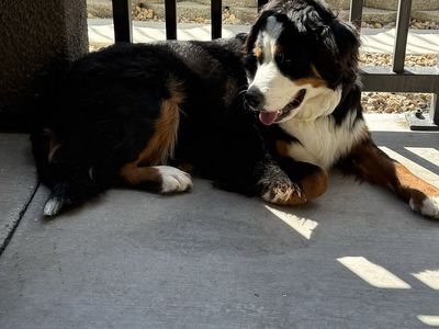 Bernese Mountain dog