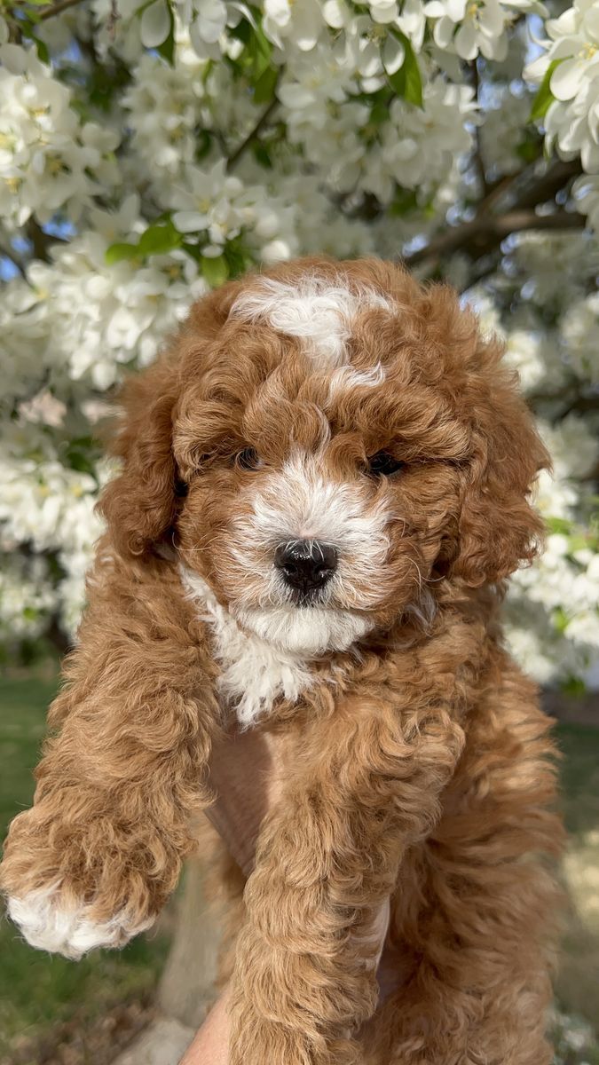 Adorable Micro F1bb Goldendoodle puppy