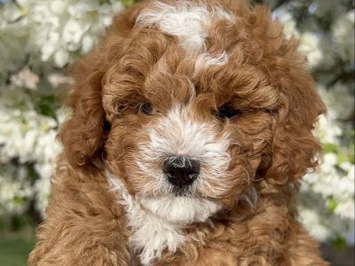 Adorable Micro F1bb Goldendoodle puppy