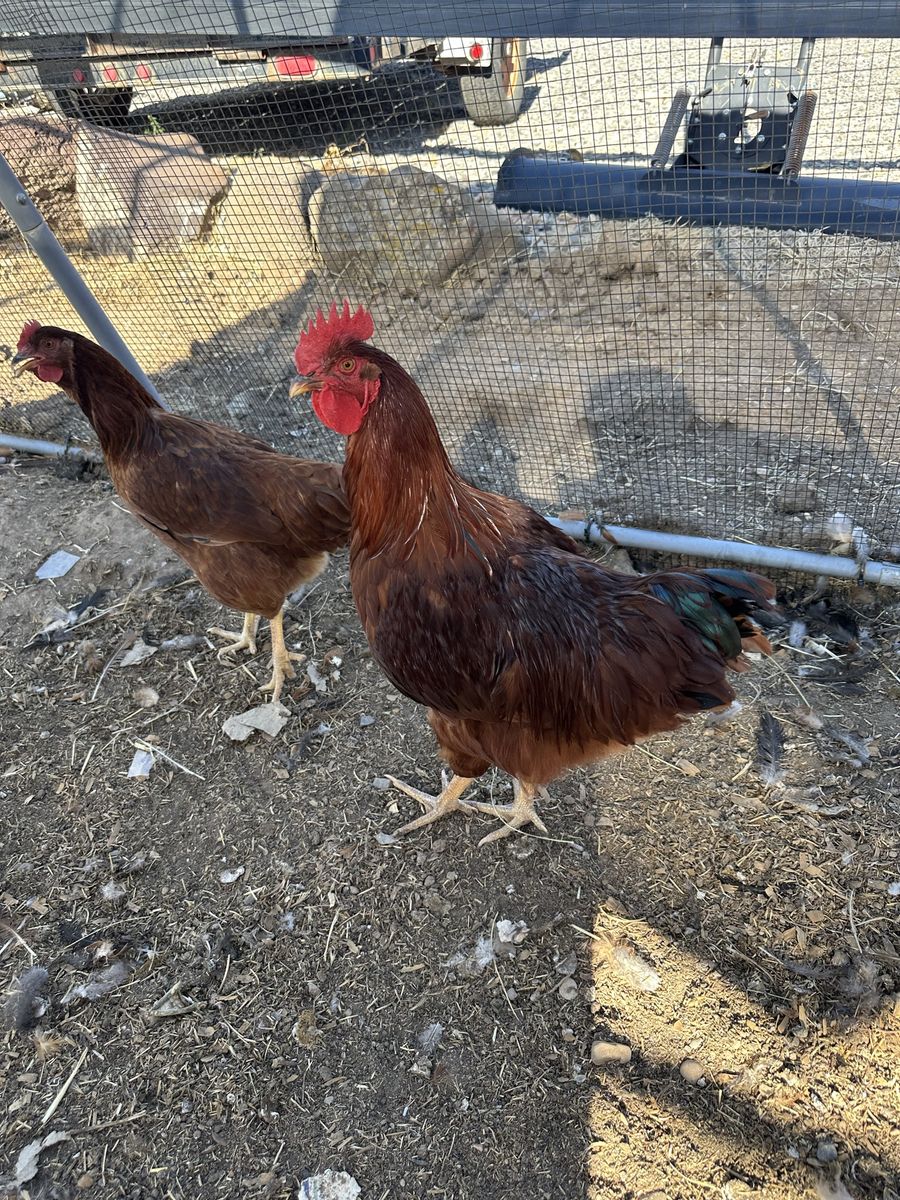 Rhode island red rooster