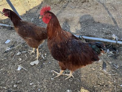 Rhode island red rooster