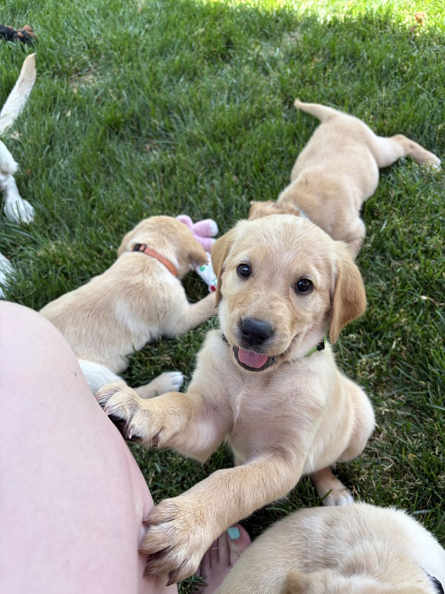 Goldador (Golden Retriever/Labrador Mix) Puppies - Available June 15