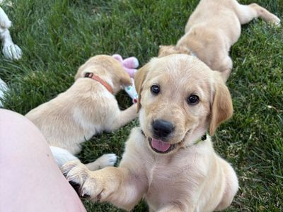 Goldador (Golden Retriever/Labrador Mix) Puppies - Available June 15