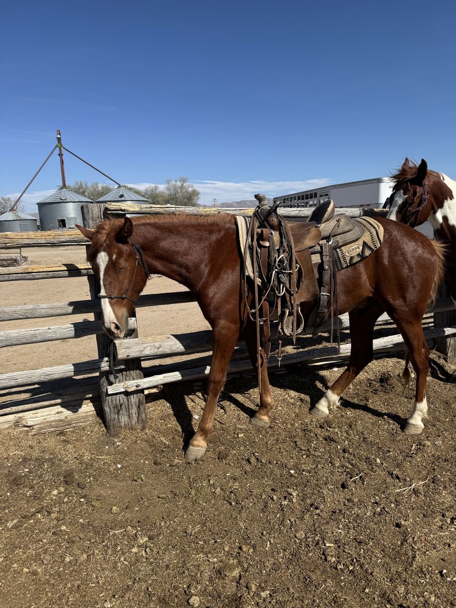 2year old grade gelding