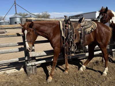 2year old grade gelding
